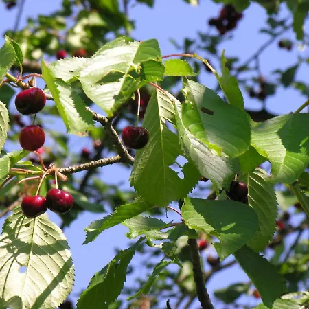 Фермерский дом Pod Sniezna