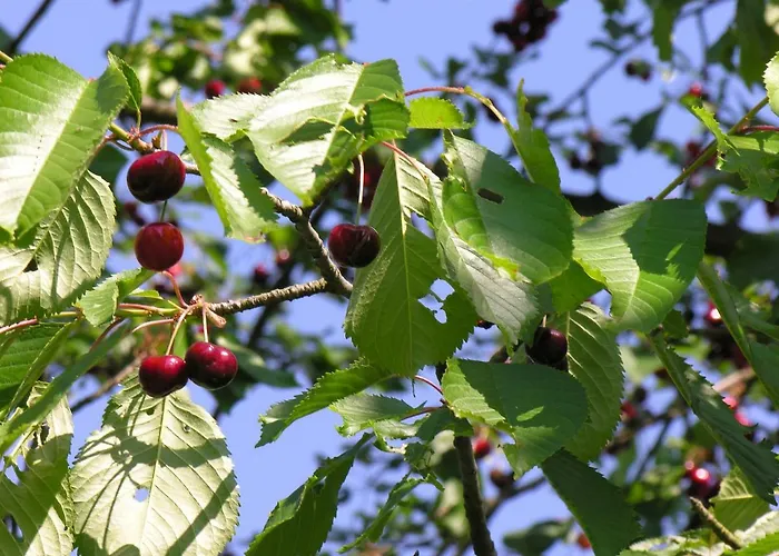 Alloggio per agriturismo Pod Sniezna